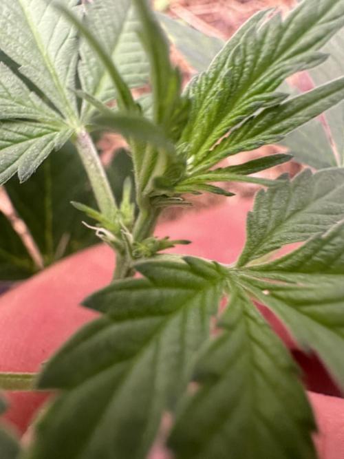 Homemade seed | Living Soil | Lazy grow. Week 6