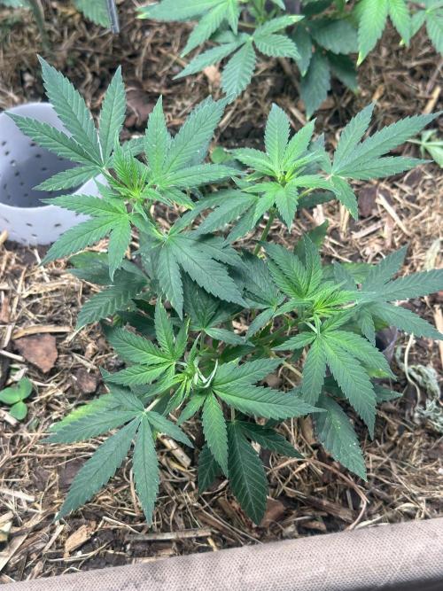 Homemade seed | Living Soil | Lazy grow. Week 6