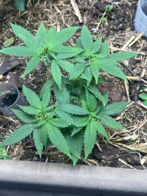 Homemade seed | Living Soil | Lazy grow. Week 6