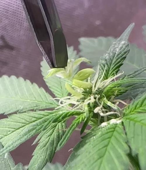 Homemade seed | Living Soil | Lazy grow