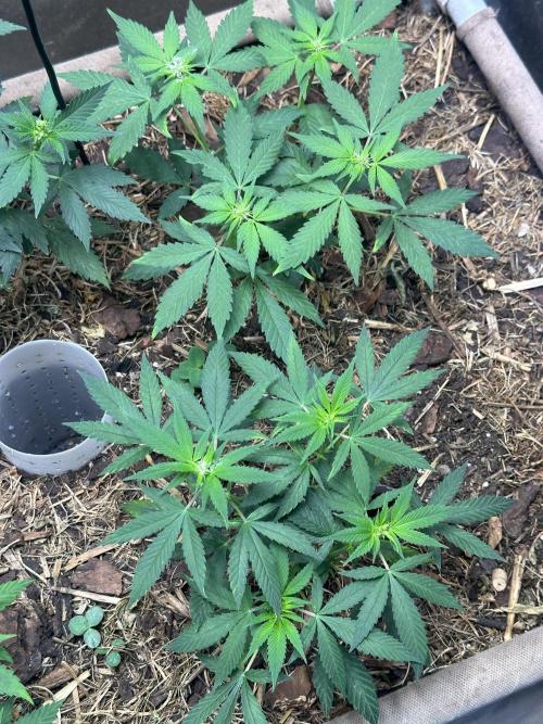 Homemade seed | Living Soil | Lazy grow. Week 7