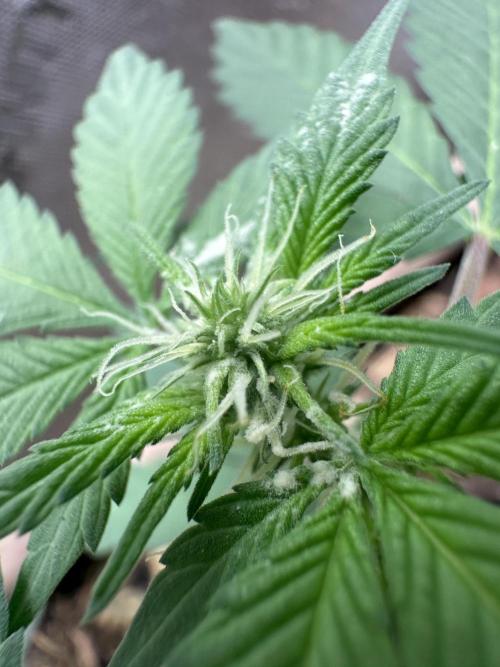 Homemade seed | Living Soil | Lazy grow. Week 7