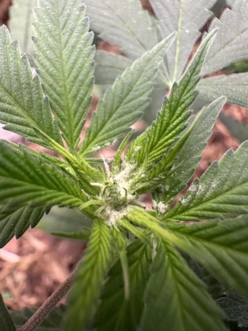 Homemade seed | Living Soil | Lazy grow. Week 7