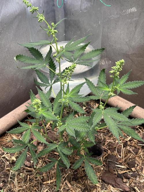 Homemade seed | Living Soil | Lazy grow. Week 7