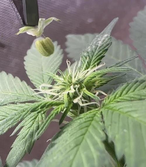 Homemade seed | Living Soil | Lazy grow. Week 7