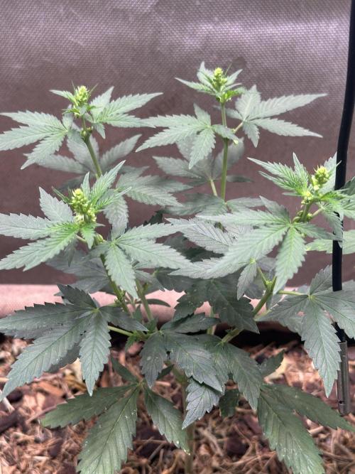 Homemade seed | Living Soil | Lazy grow. Week 7