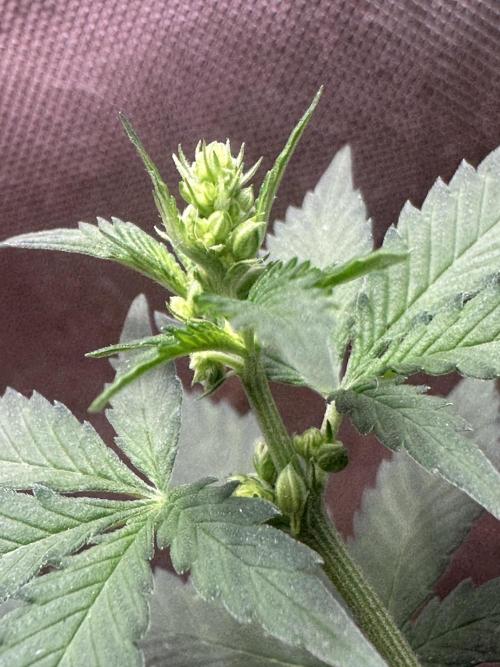 Homemade seed | Living Soil | Lazy grow. Week 7