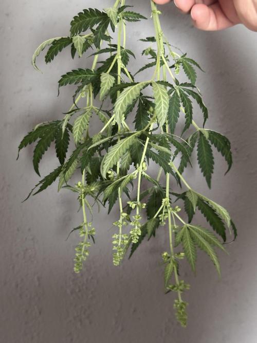 Homemade seed | Living Soil | Lazy grow. Week 7