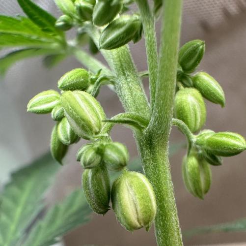 Homemade seed | Living Soil | Lazy grow. Week 7
