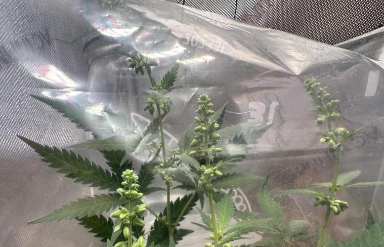 Homemade seed | Living Soil | Lazy grow. Week 7