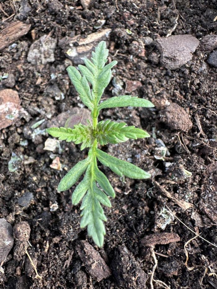 [Contest] Frosty’s Auto Freak : The GOAT. Week 3