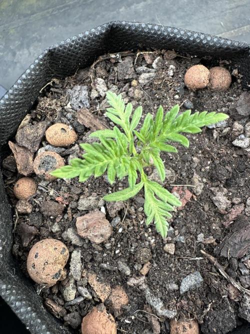 [Contest] Frosty’s Auto Freak : The GOAT. Week 4