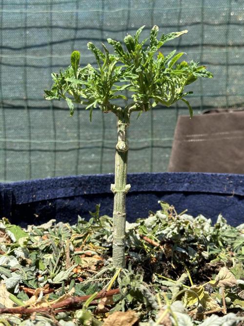 George became Bush (Outdoor Banger). Week 18