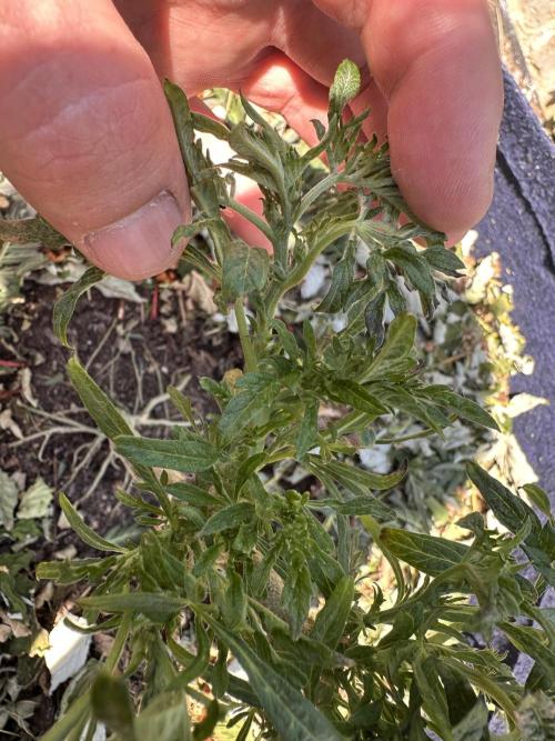 George became Bush (Outdoor Banger). Week 18