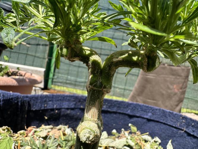 George became Bush (Outdoor Banger). Week 18