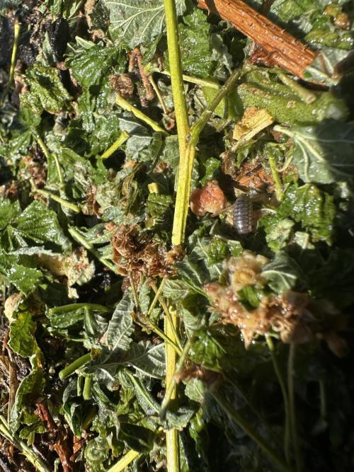 George became Bush (Outdoor Banger). Week 18