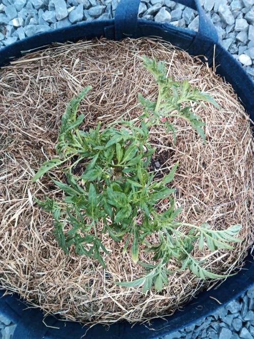 George became Bush (Outdoor Banger). Week 19