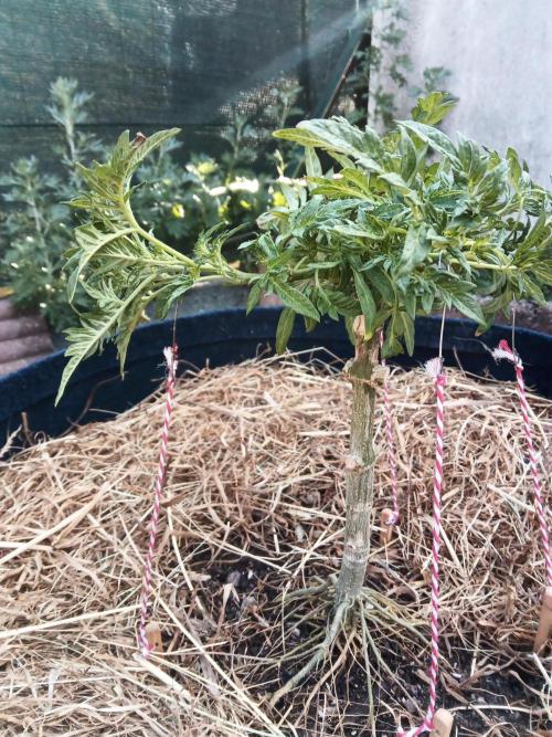 George became Bush (Outdoor Banger). Week 19