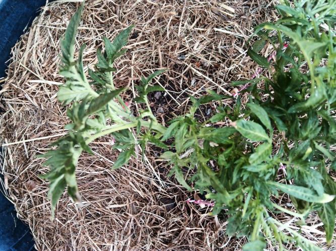 George became Bush (Outdoor Banger). Week 19