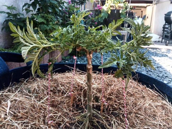 George became Bush (Outdoor Banger). Week 19