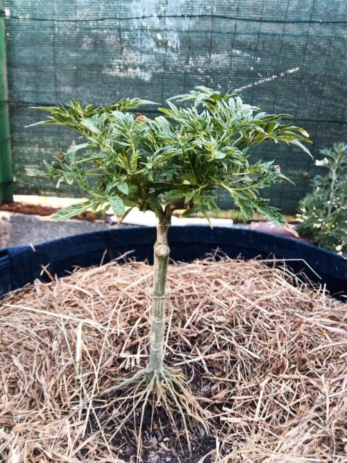 George became Bush (Outdoor Banger). Week 19