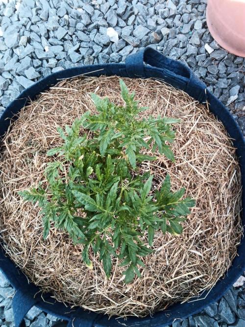 George became Bush (Outdoor Banger). Week 19