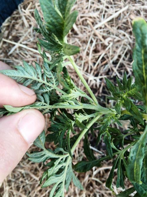 George became Bush (Outdoor Banger). Week 19