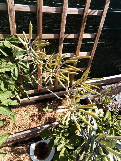George became Bush (Outdoor Banger). Week 19