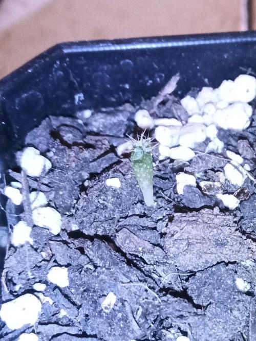 George became Bush (Outdoor Banger). Week 19