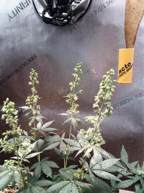 Homemade seed | Living Soil | Lazy grow. Week 9