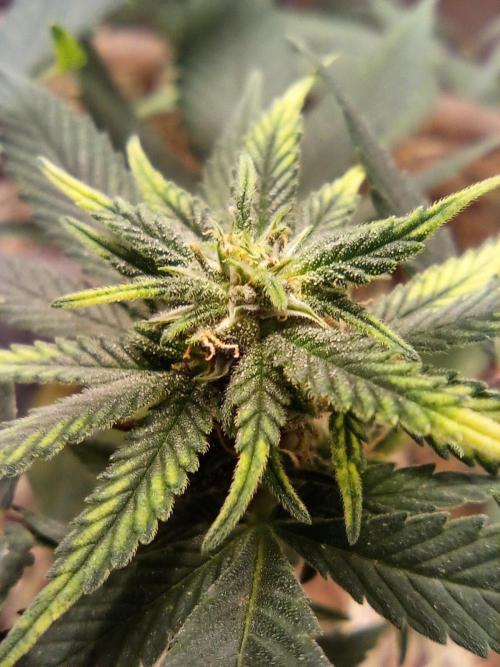 Homemade seed | Living Soil | Lazy grow. Week 9