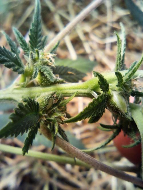 Homemade seed | Living Soil | Lazy grow. Week 9