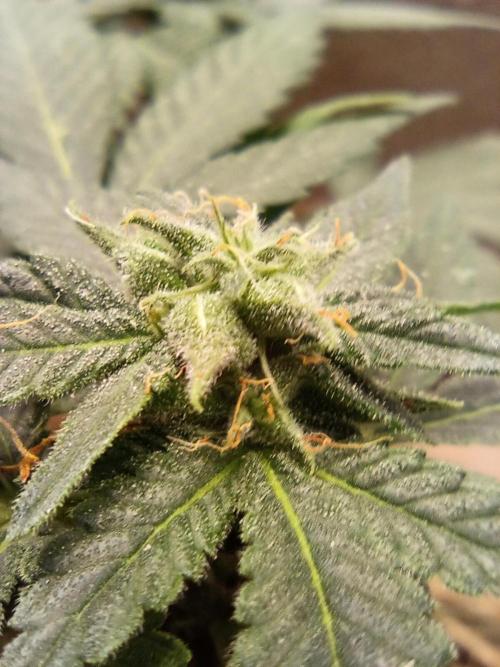 Homemade seed | Living Soil | Lazy grow. Week 9