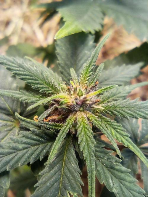 Homemade seed | Living Soil | Lazy grow. Week 9