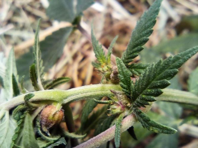 Homemade seed | Living Soil | Lazy grow. Week 9