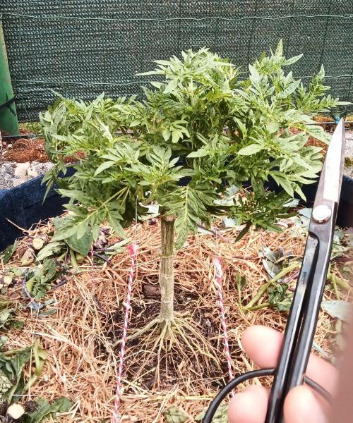 George became Bush (Outdoor Banger). Week 20
