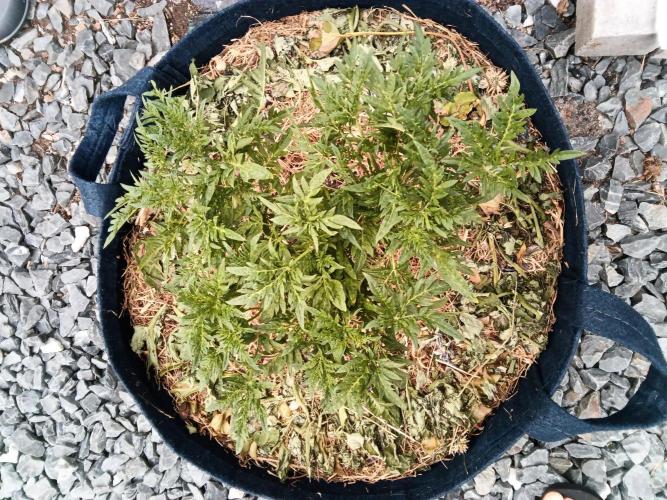 George became Bush (Outdoor Banger). Week 20
