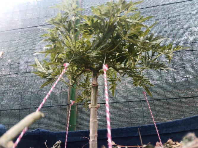 George became Bush (Outdoor Banger). Week 20