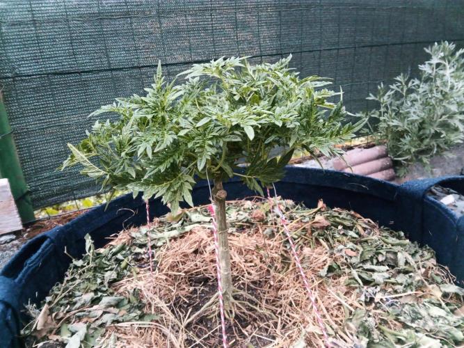 George became Bush (Outdoor Banger). Week 20