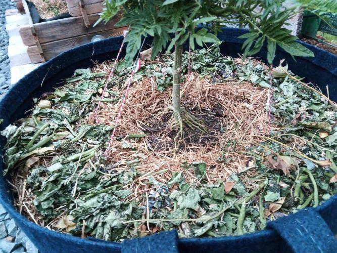 George became Bush (Outdoor Banger). Week 20