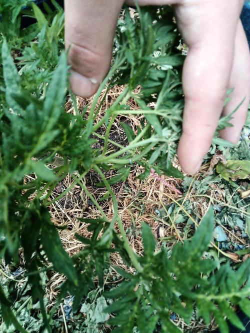 George became Bush (Outdoor Banger). Week 20
