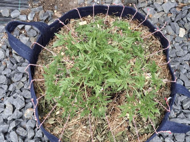 George became Bush (Outdoor Banger). Week 20