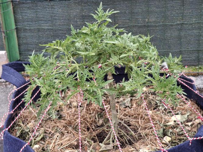 George became Bush (Outdoor Banger). Week 20