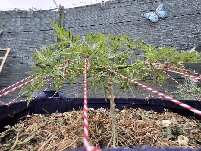 George became Bush (Outdoor Banger). Week 20