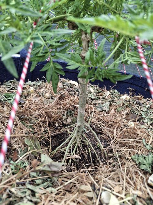 George became Bush (Outdoor Banger). Week 20