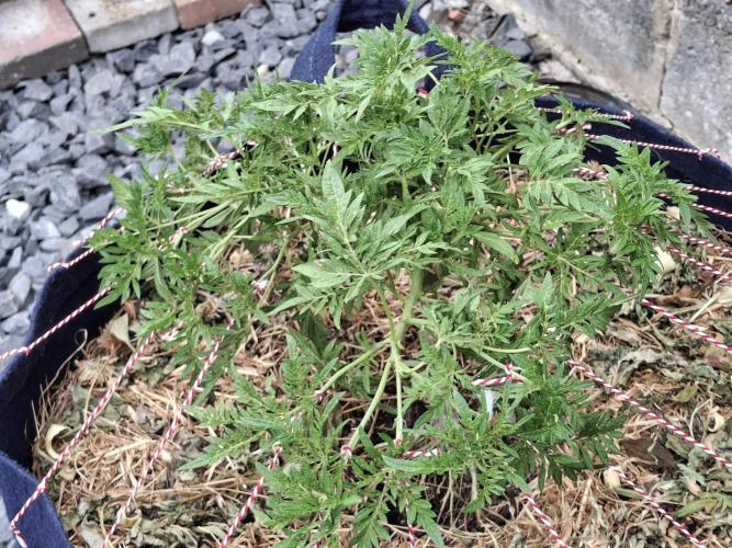 George became Bush (Outdoor Banger). Week 20