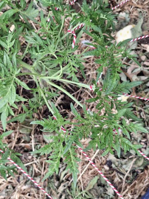 George became Bush (Outdoor Banger). Week 20