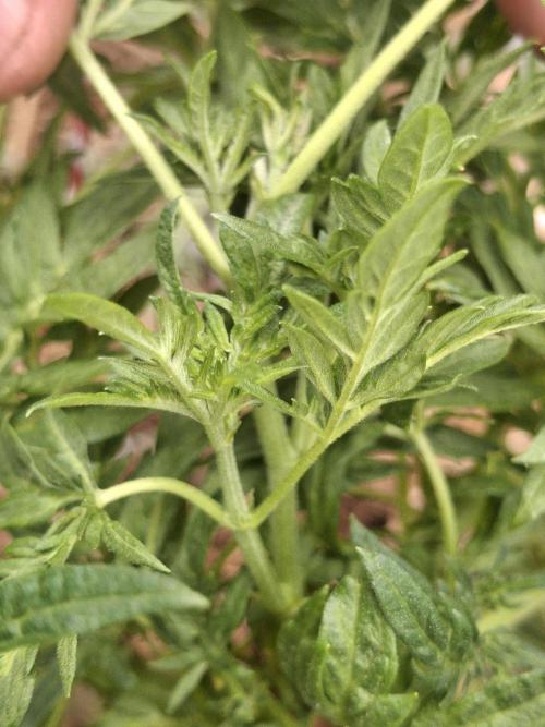 George became Bush (Outdoor Banger). Week 20
