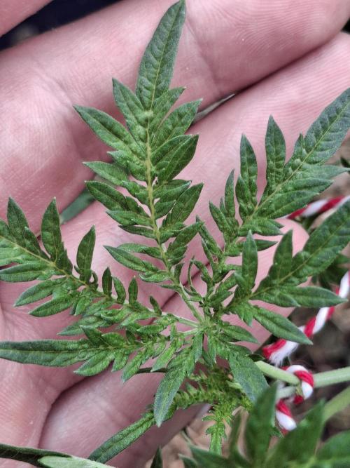 George became Bush (Outdoor Banger). Week 20