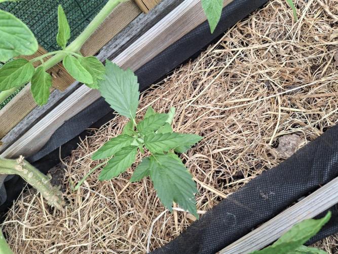 George became Bush (Outdoor Banger). Week 20